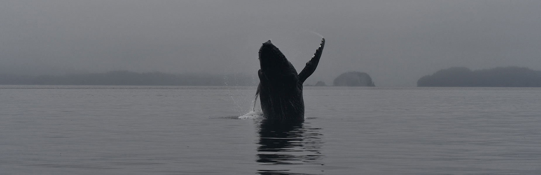 Captain Josh invites you to join him for a thrilling whale watching tour in Hoonah, Alaska.