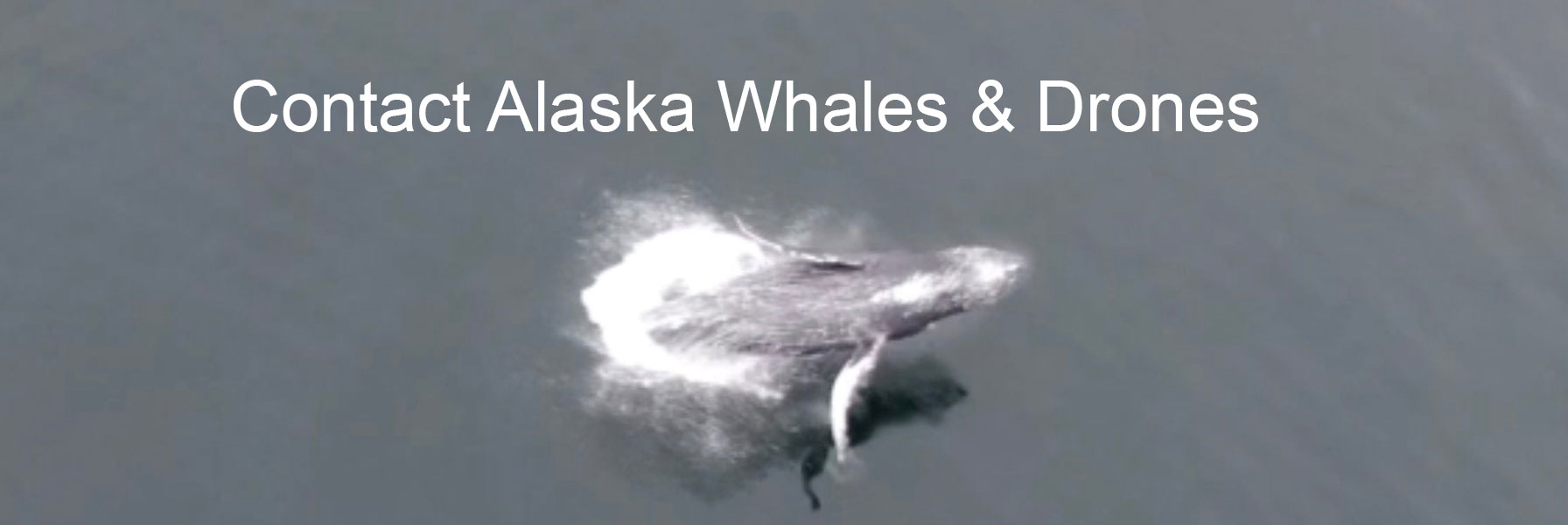 Alaska Whales & Drones offers a unique personalized whale watching tour from Hoonah, Alaska.