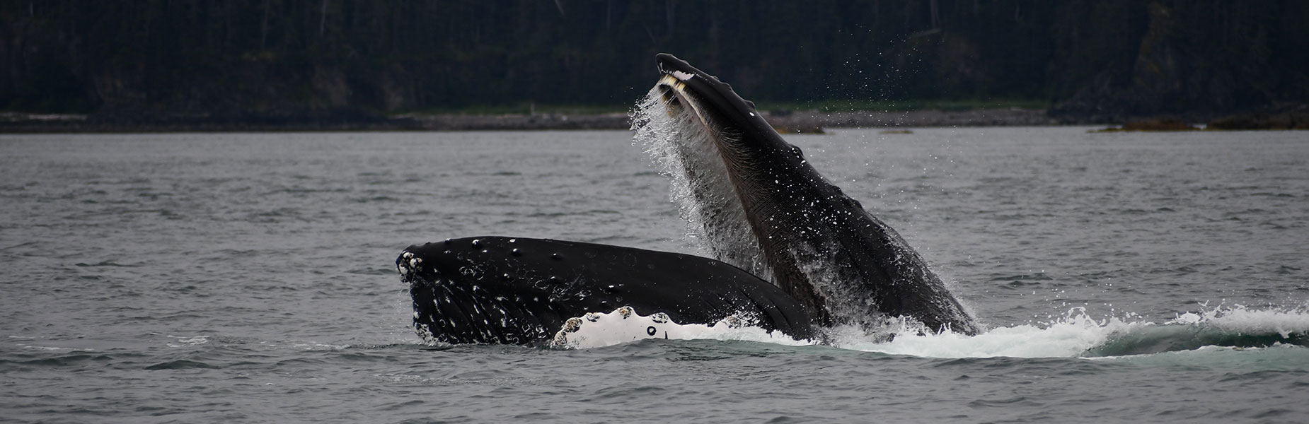 Captain Josh invites you to join him for a thrilling whale watching tour in Hoonah, Alaska.