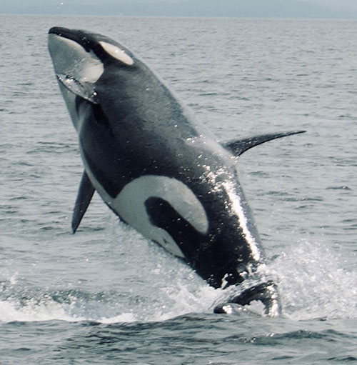 Witness the majesty of an orca breaching right before your eyes!